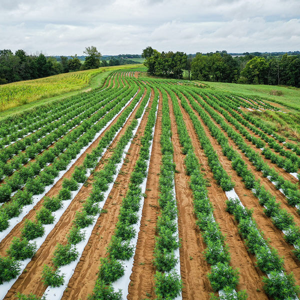 Hemp Field CBD Global Advisors